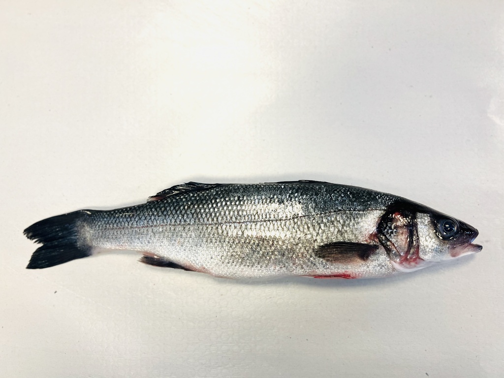 Sea ​​bass