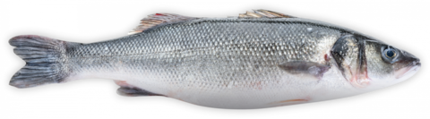 Sea ​​bass 400-600 gr