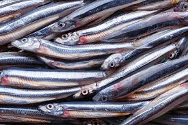 Verse anchovies